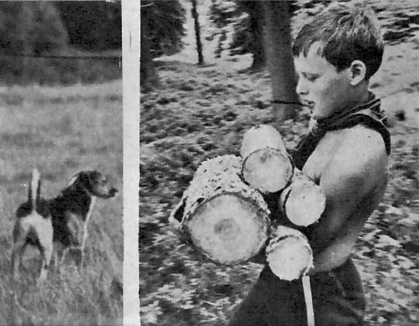 1968, z tábora Jedničky v Matějovci u Dačic. Bobrův pes Lump, pravidelný účastník výprav a táborů. Časopis Junák 3-4/1968